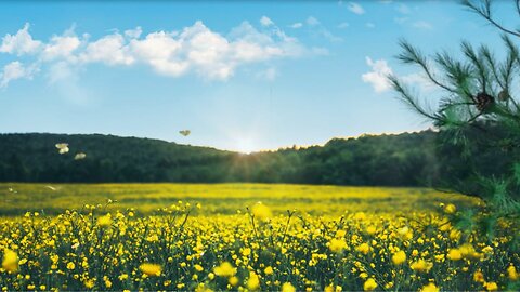 Bird Sounds Spectacular : Morning Bird Sound