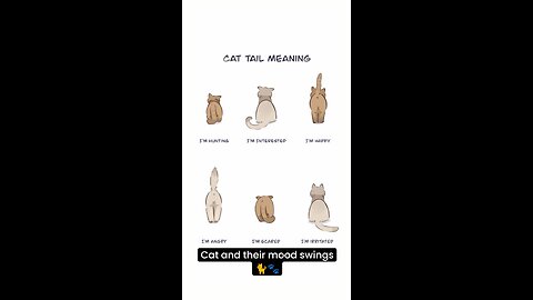 Cat and their mood swings 🐈🐾