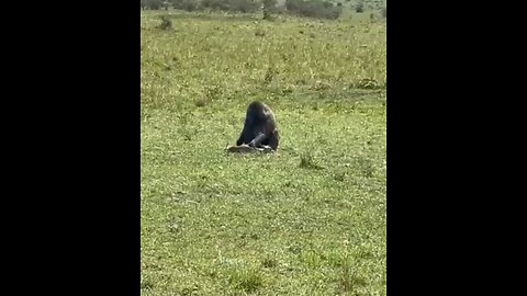 BABOON GRABS BABY GAZELLE.