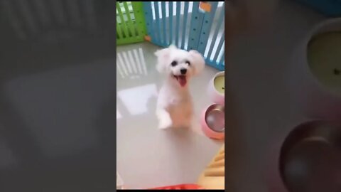 Little cute dog fast dancing #shorts #dog #pets