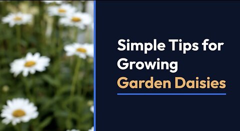 Simple tips for growing garden daisies in your home garden