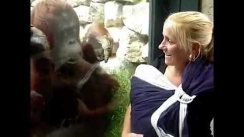 Orangutan wants to see the baby