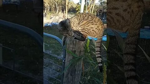 Skippy on a post