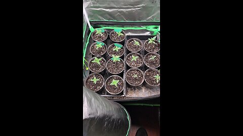 Outdoor Run Seedling Tent Update