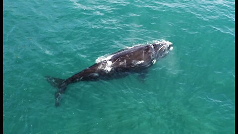 A close up view of a Southern Right Whale swimming under water, off the coast of Cape Town