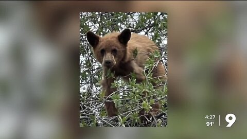 BearWise reports black bear cub "treed" in Sonoita