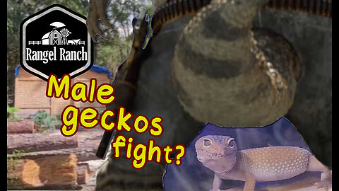 Male Geckos Fight?