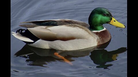 Duck walking and screaming