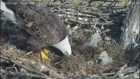 Hays Eagles H13 H14 H15 "Let's get away from him Dad's throwing grass on us'! 2021 04 05 9:08AM