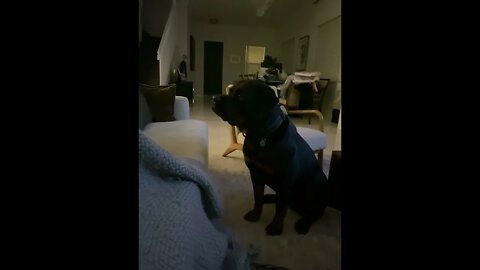 Rottweiler with unbreakable concentration