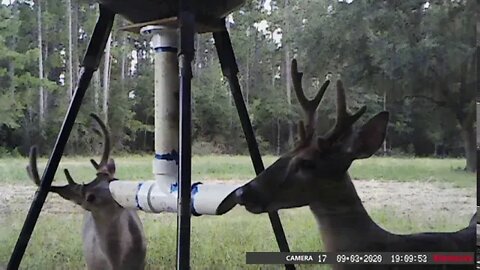 Whitetail bucks in velvet! The velvet is almost complete.