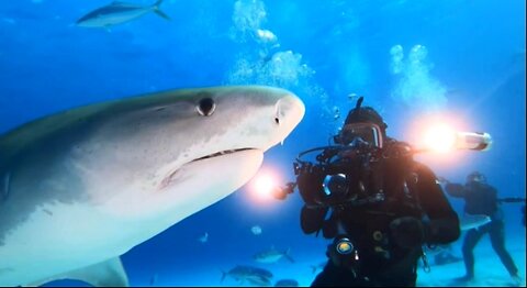 Sharks at Tiger Beach in Bahamas