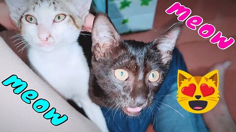 How Cute Kittens React When Owner Back Home Making Dogs Jealous 3 | Viral Cat