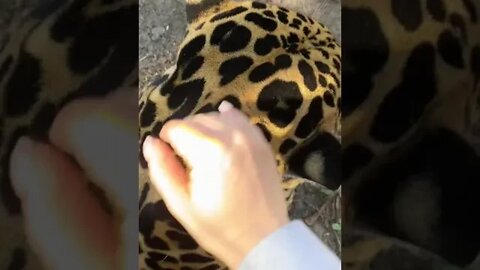 Emily Yackee @emilyyackee - Big Cat pettings #shorts #shorts