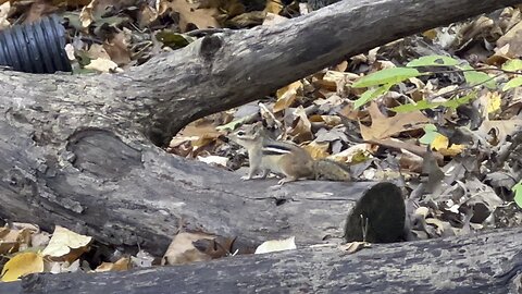 Chipmunk sounding distress warning?