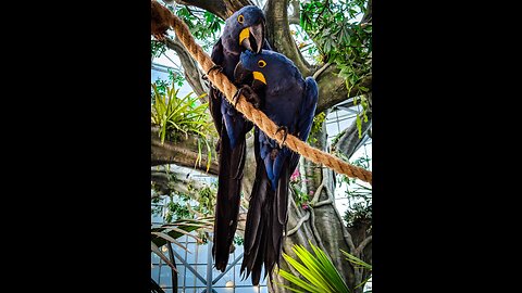 African grey parrots-did you know that...