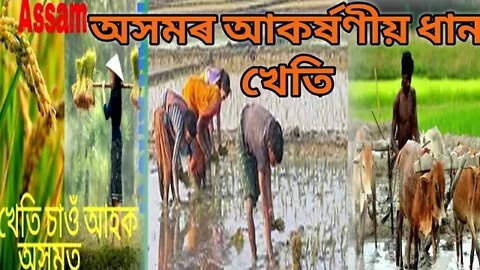 Assamese Village Vlog।। কঠিয়া-তোলা ভূঁই ৰোৱা দূশ্য ।। অসমৰ আকৰ্ষণীয় খেতি।। Assam vlog।। Northeast