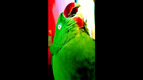 parrots wants to bite me -Angry parrot