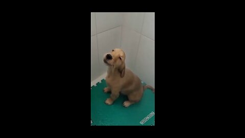 puppy bathing on his own