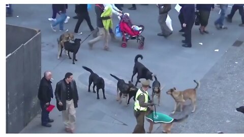 A Must Watch stray dogs bark at a police dog helplessly