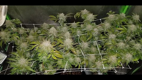 How I Scrog Cannabis : North Genetics Mr. Cruz Episode 10 Day 54 "How to Flush Cannabis Part 2"