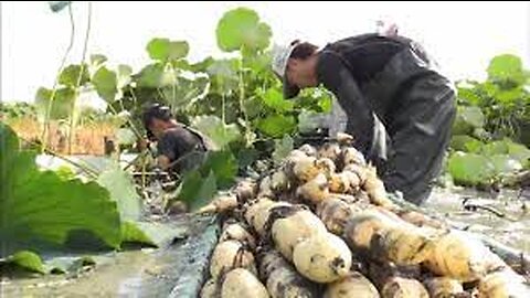 Beautiful Japan Lotus Root Field - Japan Lotus Root Farm and Harvest