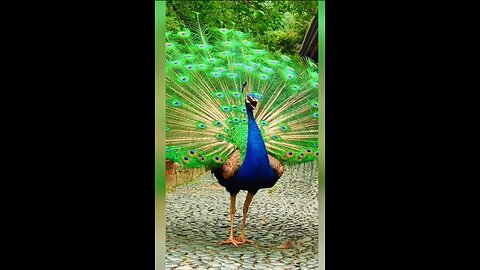 The most beautiful of Peacocks in the world.