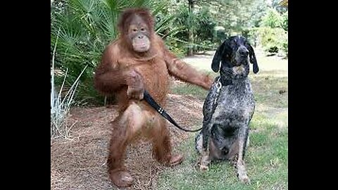 "Comedy Duo: The Hilarious Dog and Monkey Show!" 😂🤣😹🐾🐶