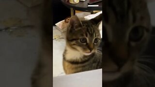 FUNNY CUTE KITTEN - Tiktok Compiled #Shorts