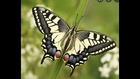 Conservationist have declared a 'Butterfly Emergency'