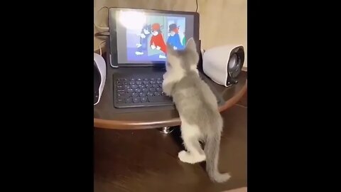 Cat reaction to tom & Jerry cartoon 🤣 #ytshorts #shorts #Dogs #Cats #Entertaiment #trending #viral