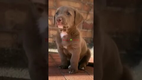 छोटा सा प्यारा सा पप्पी😘Adorable Puppy 👈