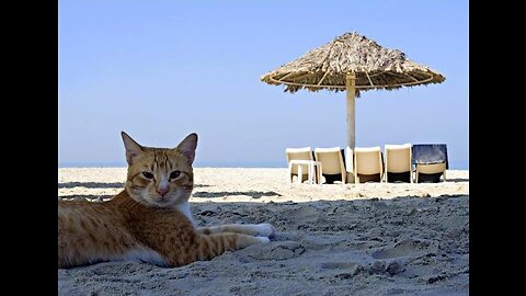 Cat on the beach😻😍