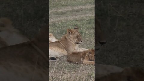 Maasai Mara Sightings Today 10/09/21 (Lions, Cheetah, Leopard, etc) | Zebra Plains | #shorts