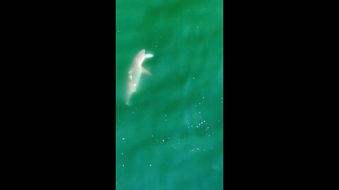 DRONE CAPTURE SHARK FEEDING