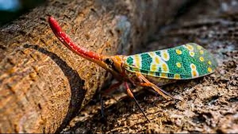 L'insecte - Ultra HD - avec des sons de la nature (coloré dynamique)