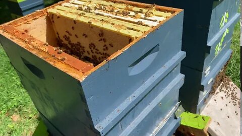 July 25&29, 2020 HIVE INSPECTIONS, PULLING HONEY FRAMES