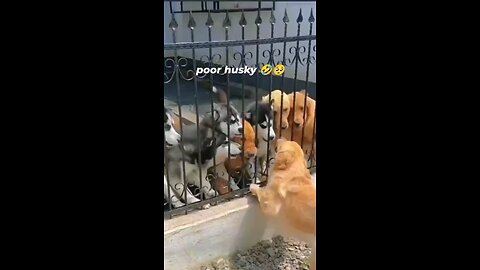 Poor husky 🐕🤣😂😭 wait for it