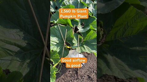 Giant Pumpkin Pollination Sock #bubba #giantpumpkin #gardening