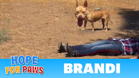 Coyote, Pit Bull, rescuer on the ground and behaviors I have never seen before!