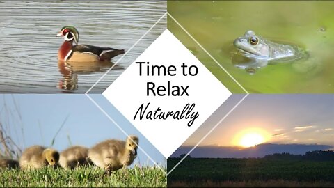 Beautiful DIY wildlife photography & relaxation