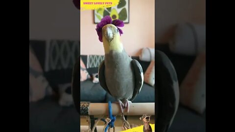 Look at Funny Singing Parrot 🦜 || #shorts