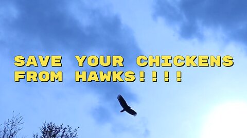 Save your chickens from hawks!