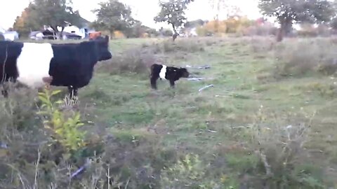 Belted Galloway/Scottish Highland Hybrid calf with Mom. Checked to SEE She is Good... She is!