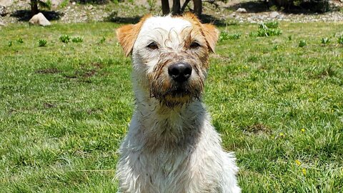 Ares Jack Russell summer day in the mountain 🌄