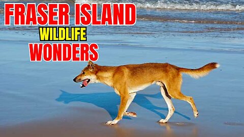 Fraser Island Wildlife Wonders