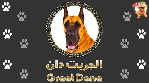 الجريت دان | المظاهر خداعة | قبل ما تدفع فلوس فيه لازم تشوف الفيديو للآخر | Great Dane