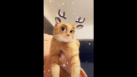 Meowy Catmas