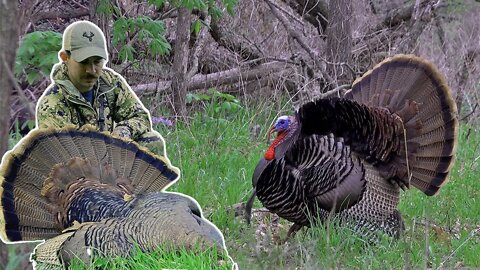 Big Toms Called into Close Range - Illinois Turkey Hunting