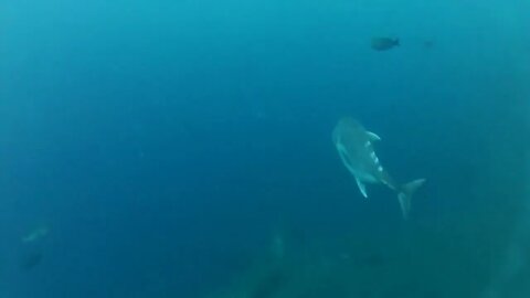 Shoal of jack fish in tulemben in Bali, Indonesia5638